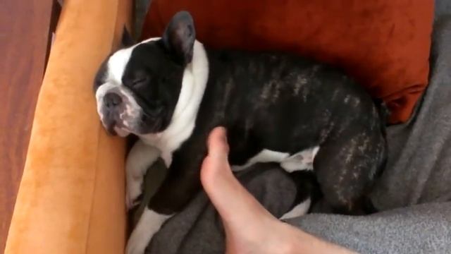 Поросёнок в розовых снах. Pig in pink dreams. смотреть онлайн