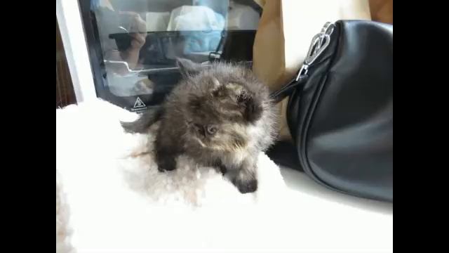 08 08 20 Девочка черная черепашка смотреть онлайн