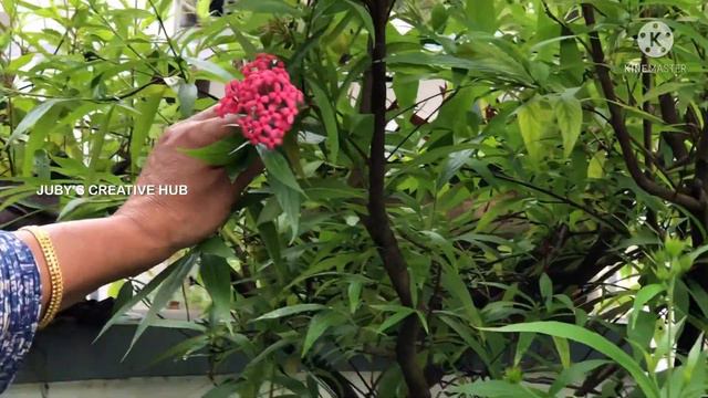 |25 VARIETY PLANTS PROPAGATE BY STEM CUTTING 🪴 PART 1 |JUBY’S CREATIVE HUB| смотреть онлайн