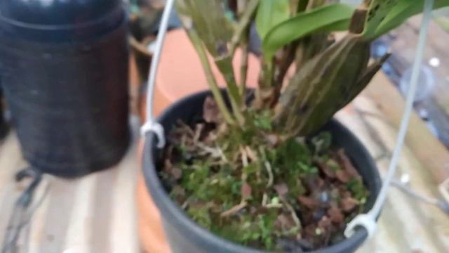 Dendrobium shiraishii смотреть онлайн