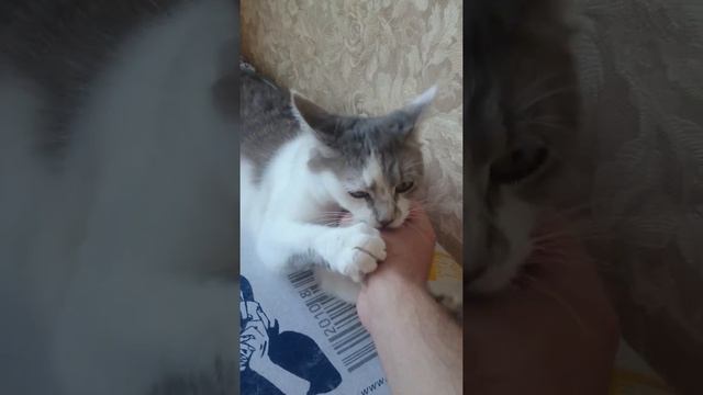 Лайфхак! Как одним жестом успокоить кошку! смотреть онлайн