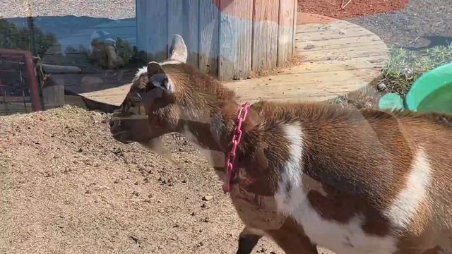 Farmyard Color Treasure Hunt (Educational Farm Fun For Kids) смотреть онлайн