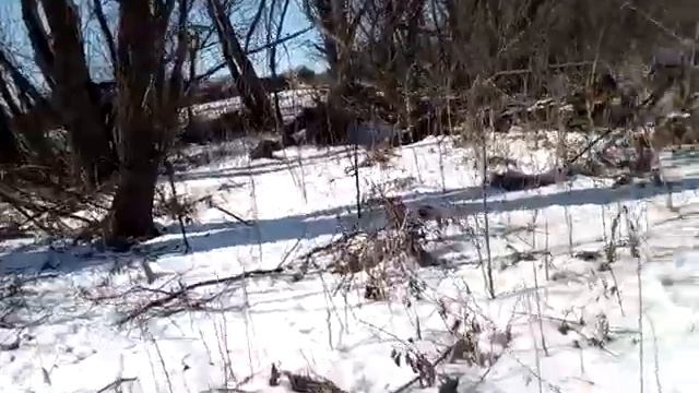 Охота с пневматикой мр512,взял грача