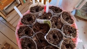 Посев кабачков и тыкв на рассаду для раннего урожая