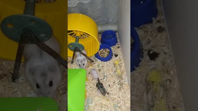 Vlog 1. Маленькие хомячки джунгарики. Джунгарики. Хомяк. Хомячки. Кормим бананом . Хомячкам 10 дней смотреть онлайн