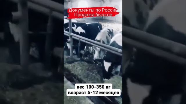 1000 голов Бычки на откорм, веса 100кг-350кг, черно пестрая порода. agrokros.ru #крс смотреть онлайн