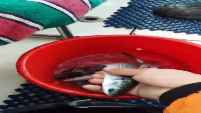 Особенности национальной рыбалки в зимний период с капитаном Дмитрием на катере Сокрус. смотреть онлайн