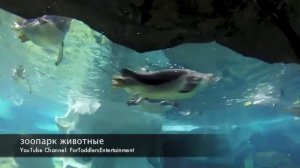 Зоопарк Животные для детей