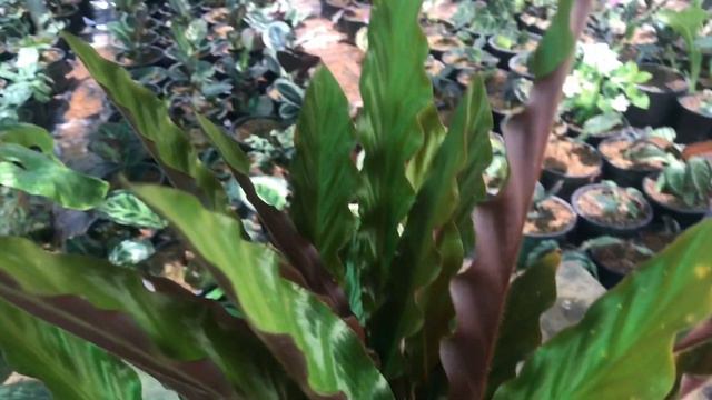 คล้าเรียกเงินเข้าบ้าน คล้าริบบิ้นแดง Prayer Plant EP11. Goeppertia rufibarba 'Wavestar' смотреть онлайн