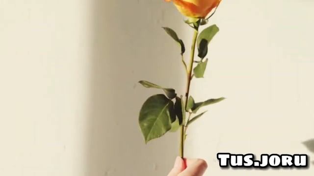 Түсіңізде гүл және гүл шоқтарын көрсеңіз қалай жорылады?