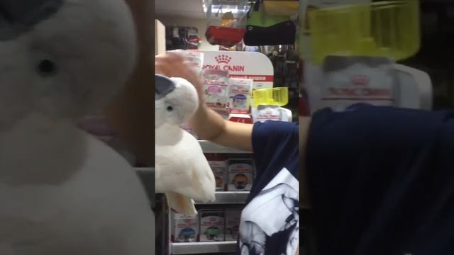 Какаду разговаривает смотреть онлайн