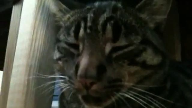 My cat Scrappy смотреть онлайн
