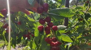 Черешня Стаккато Stakkato