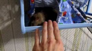 Обрастаем пасюками! НОВОСТИ и куча крыс. Всего понемногу. (Wild Rats | Дикие Крысы)