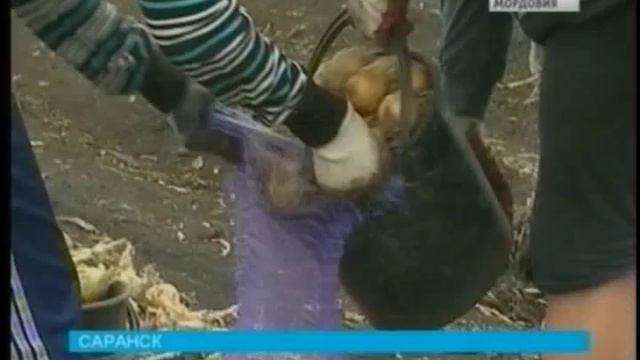 В Мордовии ожидают рекордный урожай моркови и лука смотреть онлайн