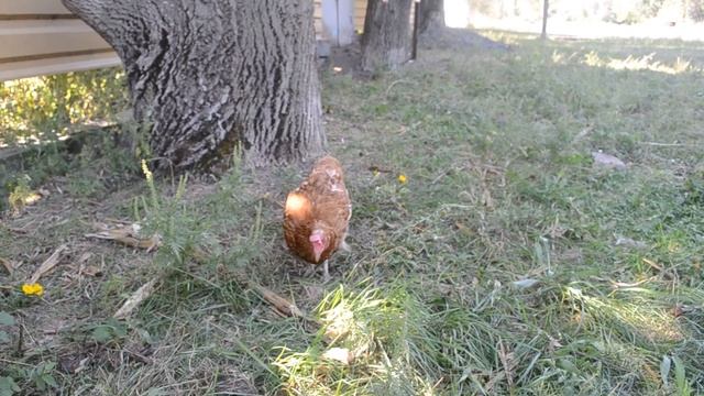 Куры пасутся на лугу смотреть онлайн