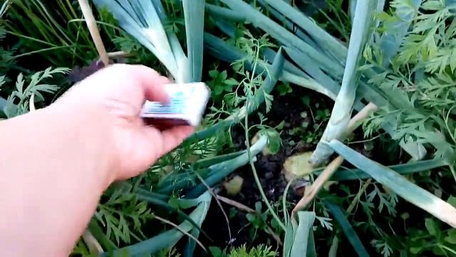 Как вырос лук Сибирский посаженный на одной грядке с морковью смотреть онлайн