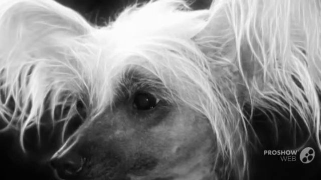 Китайская хохлатая собака порода собак смотреть онлайн