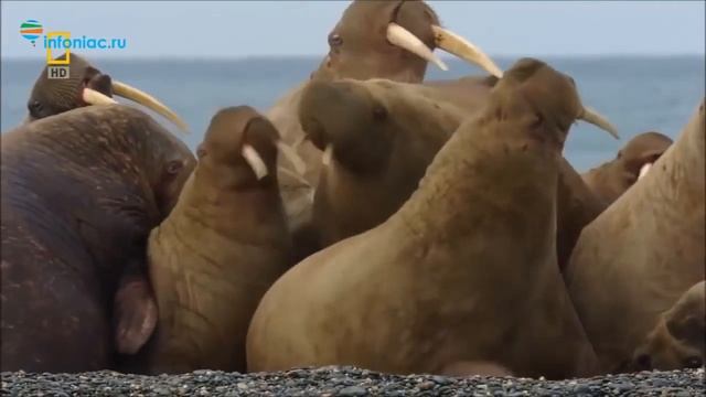 10 редчайших животных из Красной книги России смотреть онлайн