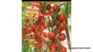 Томат обыкновенный Терек F1 (terek f1) 🌿 томат Терек F1 обзор: как сажать семена томата Терек F1