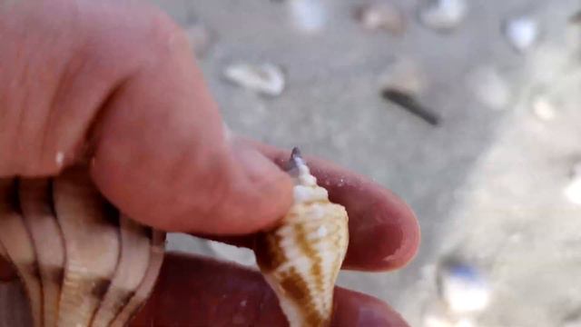 SNEAK PEAK: Who's ready for some awesome FLORIDA SHELLING content?! смотреть онлайн