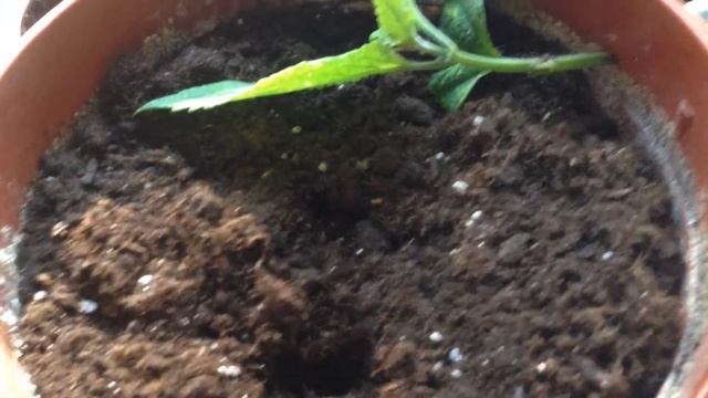 Мои Колеусы и супер удобрение смотреть онлайн