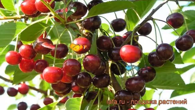 Вишня обыкновенная Ровесница (prunus cerasus) ? Ровесница обзор: как сажать, саженцы вишни Ровесниц