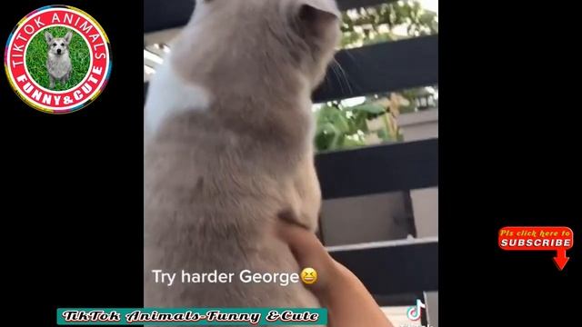? TikTok Animals-Funny and Cute -Cat Video #15 || TikTok Animals-Funny and Cute Channel. смотреть онлайн