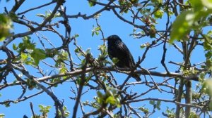 Скворец. Как выглядит обыкновенный скворец.