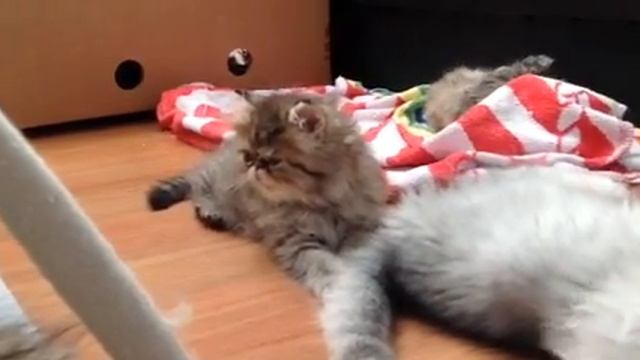 Kater M смотреть онлайн