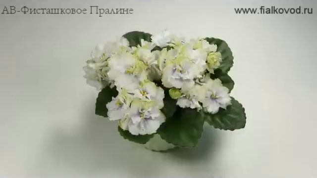Фиалка АВ-Фисташковое Пралине смотреть онлайн