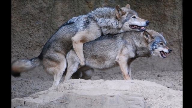 Mindless Meditation: Running With Wolves смотреть онлайн
