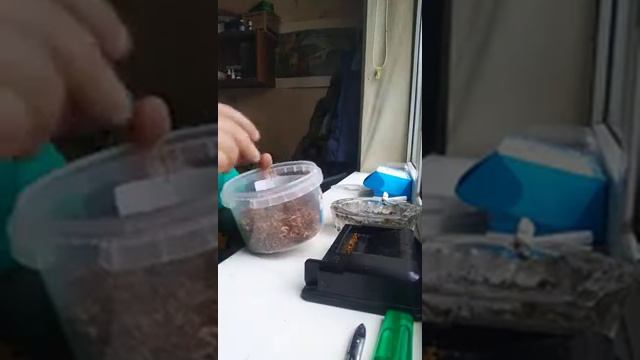 Балканская лёгкая смесь №25,Балканская смесь №24 смотреть онлайн