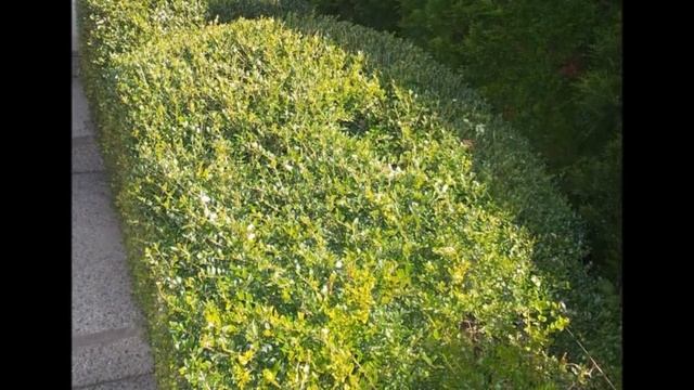 Örökzöld mirtuszlonc (Lonicera nitida 'Elegant') - videó képekben смотреть онлайн