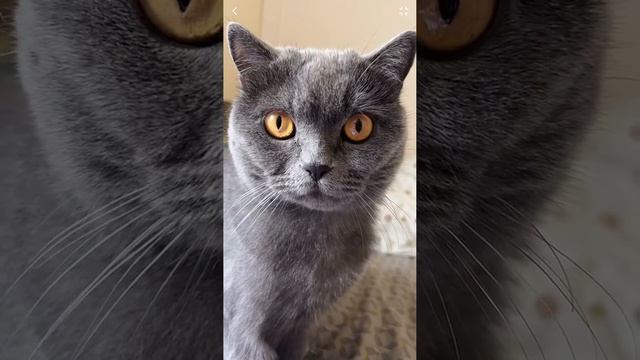 А для чего вам нужен кот? Кошка? смотреть онлайн