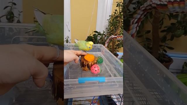 #shorts Приучаю волнистого попугая и кореллу к пеньку в купалке смотреть онлайн