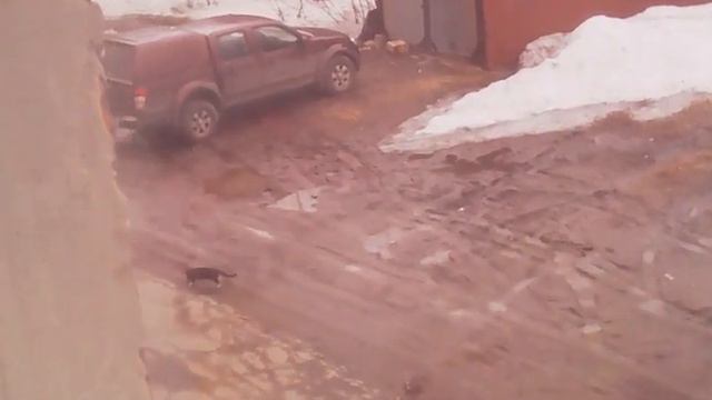 Кот сыкун смотреть онлайн