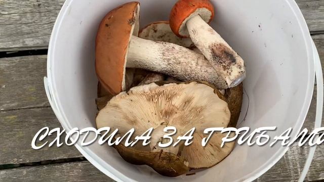 На дачу в воскресенье, отдыхаю. ? Обзор дачного участка тёти.? смотреть онлайн