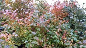 Мои любимые сорта голубики.