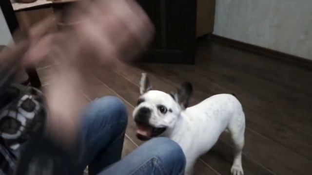 Французский бульдог угадывает в какой руке игрушка. смотреть онлайн