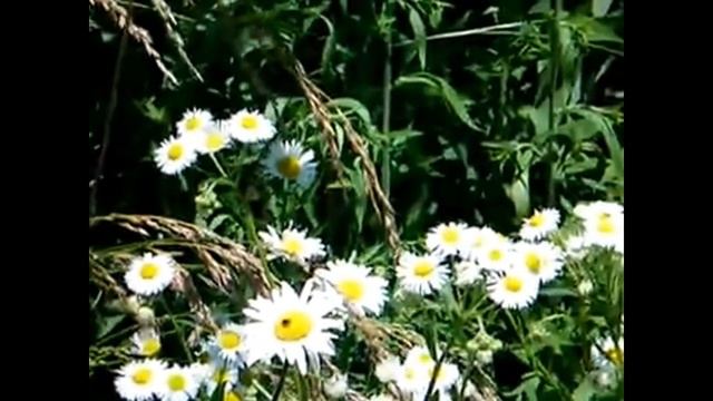 Полевые цветы. смотреть онлайн