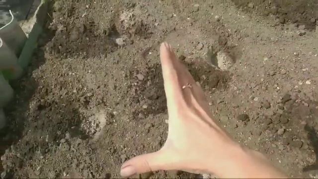 Чуфа,земляной миндальный орех,Подготовка к посадке,посадка!!! смотреть онлайн