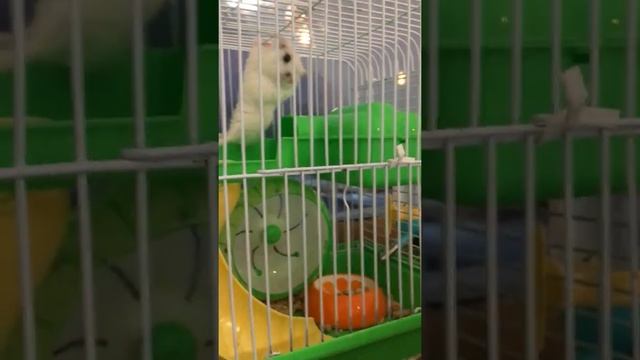 Бешеная белка летяга #Shorts смотреть онлайн