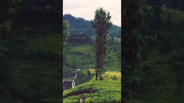 Last summer vacation Sri Lanka смотреть онлайн