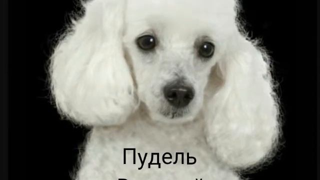 Какая порода собак тебе подходит смотреть онлайн