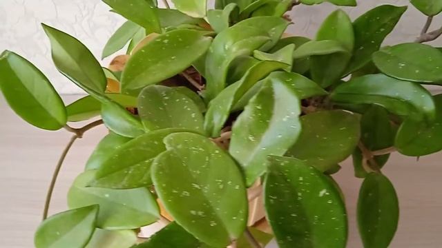 #хойя Как поливать хойю зимой и что делать если залили растение #восковойплющ#комнатныерастения смотреть онлайн