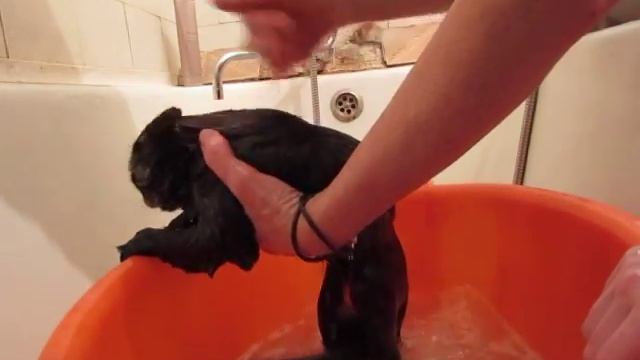 Как помыть котёнка?---Марго смотреть онлайн