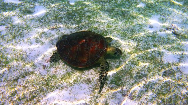 Kuredu Housereef II-Lhavyiani Atoll-Maldives-april 2021 смотреть онлайн
