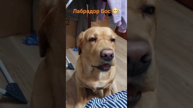 #лабрадор #питомец #домашниеживотные #собака #топ #играем #босс #милота #приколы #хруст #еда смотреть онлайн