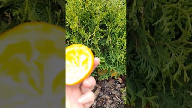 Коты и Туи #туя #дача #полезныесоветы #идеи #идеидлядачи #кот #коты #советы #совет #декор смотреть онлайн